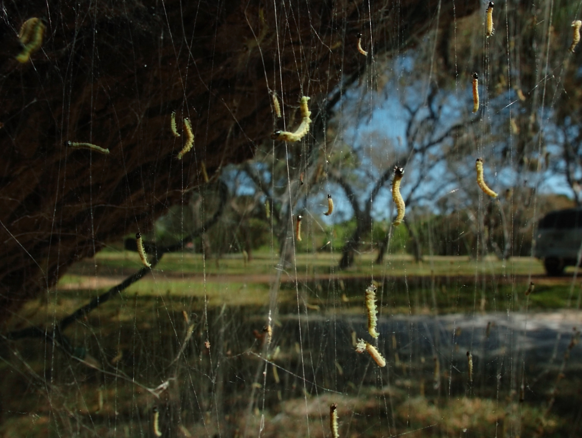 Damaging insects thriving from recent rains