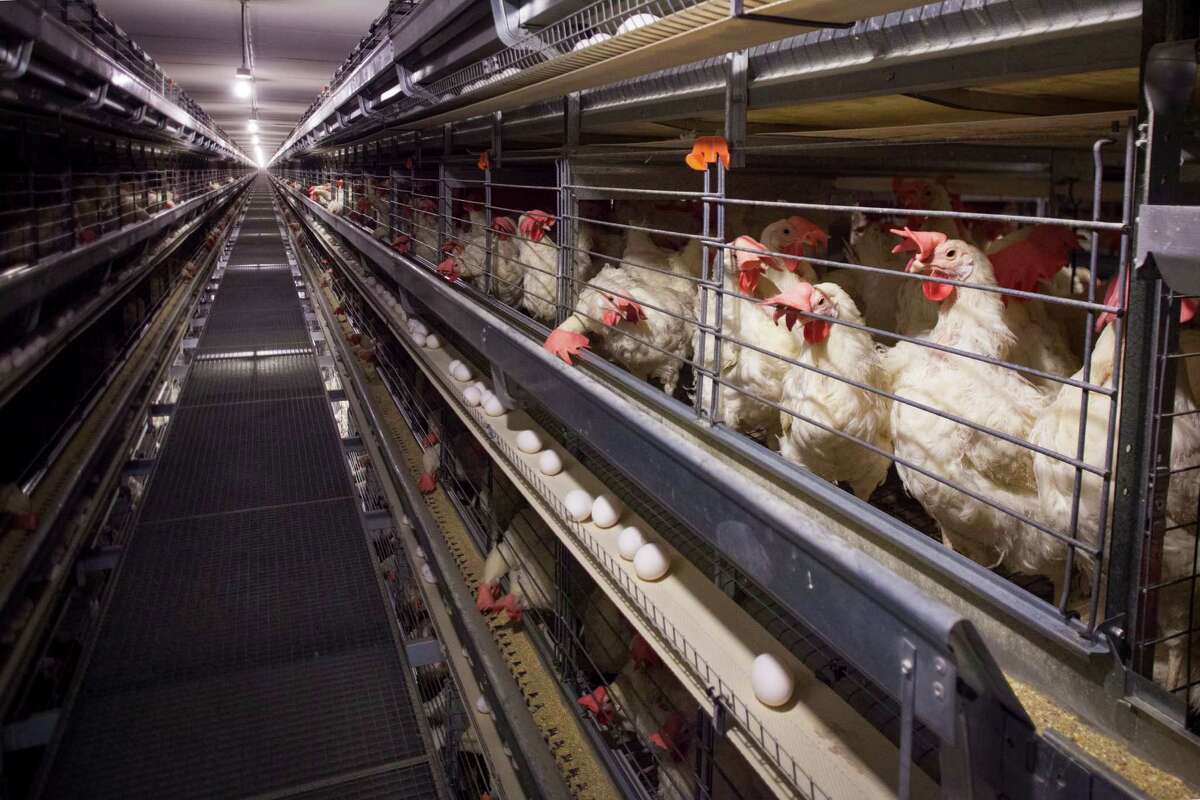 What's causing the shortage?  Three deadly strains of the bird flu have affected a substantial fraction of the nation's bird-laying hens. The bird flu has created a strain on supply of eggs, pressuring restaurant chains and grocers to seek alternative supplies, or modify their menu and sale of eggs.