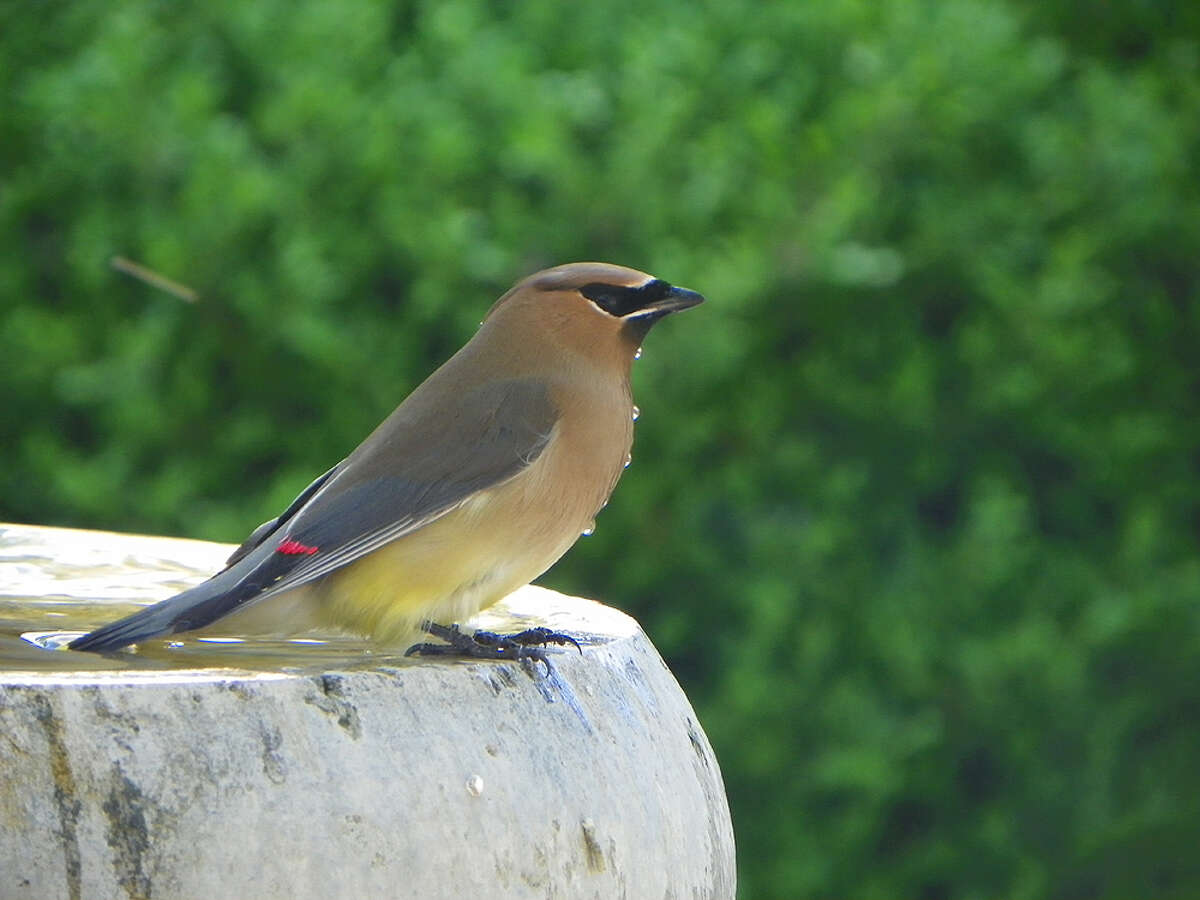 Orioles to fill position for official Bird Bath Performer after