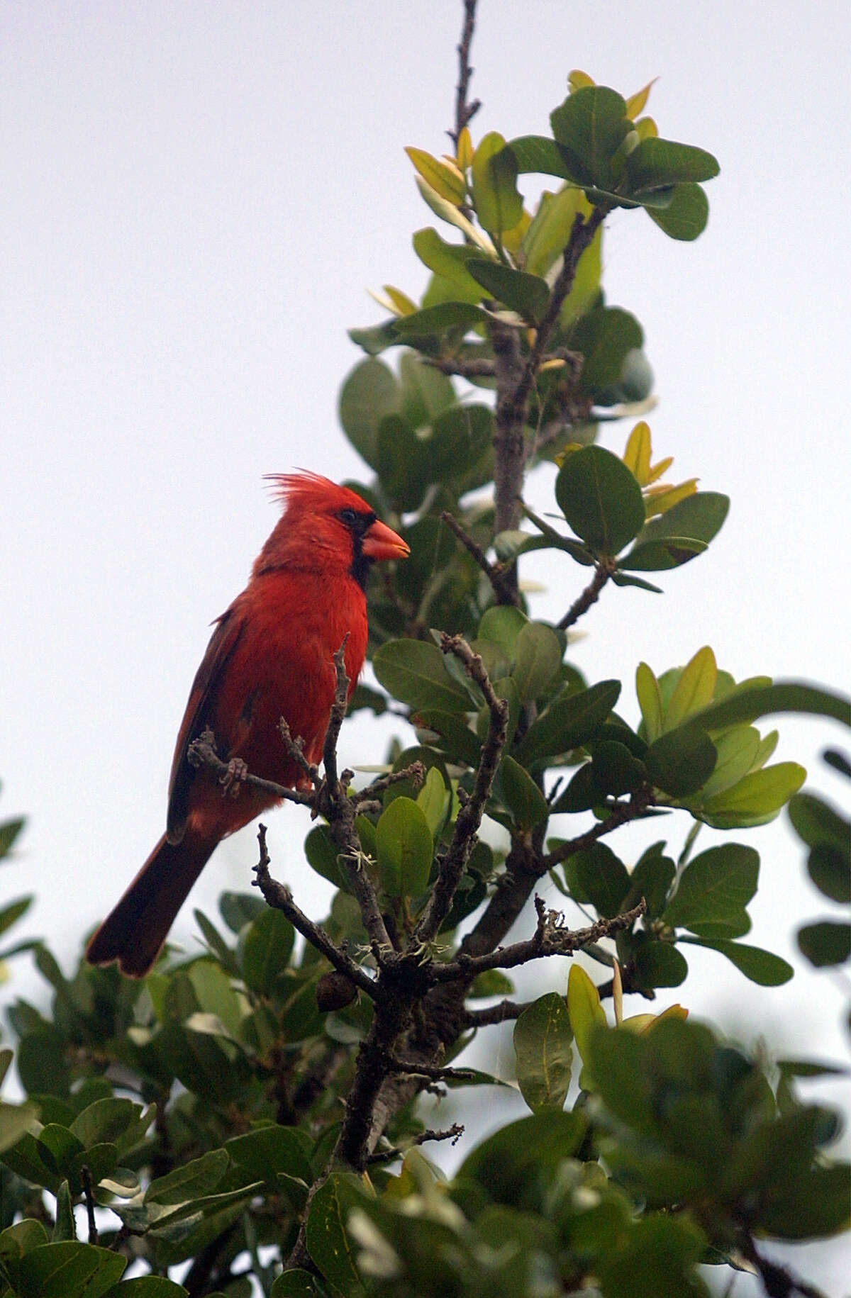 The San Antonio Botanical Gardens, with bird life, and botanical environments ranging from the new xeriscape cottages to the rainforest environment of the conservatorium, offers visitors a colorful and calm break from the bustle of the city. Here we see a male cardinal. ( PHOTO BY J. MICHAEL SHORT / SPECIAL )