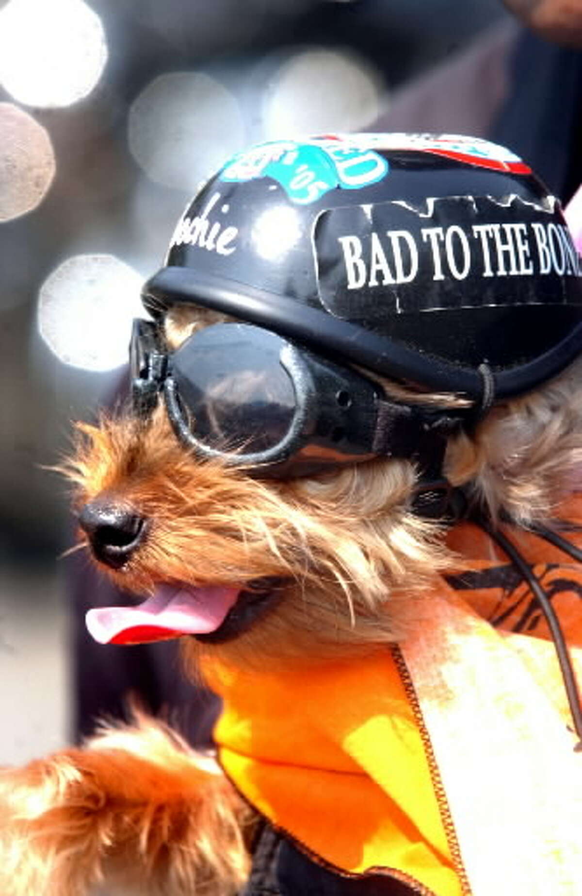 Poochie, a teacup Yorkshire terrier, is ready to ride with owner Irving 
