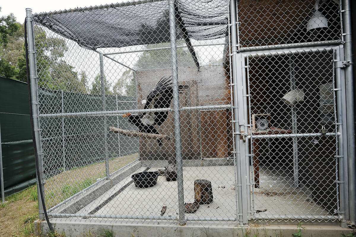 A female California condor named Miracle, that is being treated for lead poisoning at the Oakland Zoo's Condor Recovery Center, rests in her cage, in Oakland, CA Tuesday, June 2, 2015.