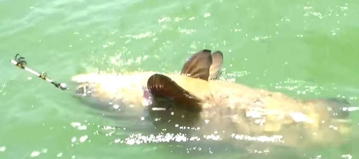 Florida man catches giant 552pound grouper from a kayak