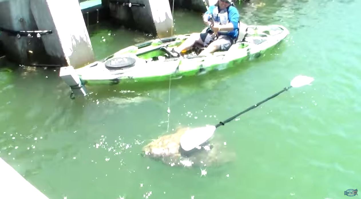 Florida man catches giant 552pound grouper from a kayak
