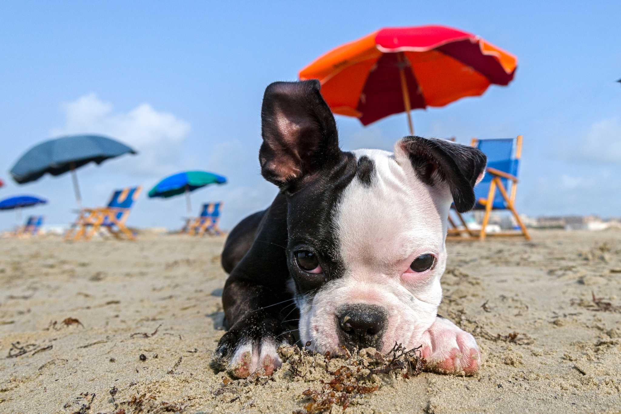 Here's what 'the dog days of summer' actually means