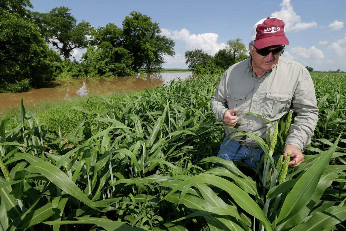 Curt Mowery is shown standing in a field of grain sorghum where flooding from the Brazos River has covered his access road back into 175 acres of flooded grain sorghum fields off Road 42 in Rosharon Tuesday, June 2, 2015. The front 35 acres is partially flooded.