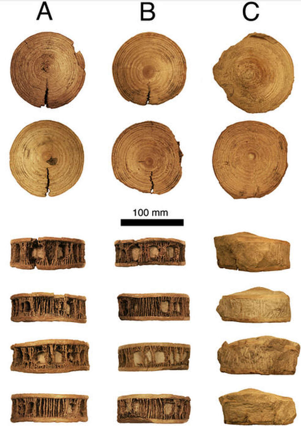 Ancient remains of gigantic shark found near Fort Worth, Texas