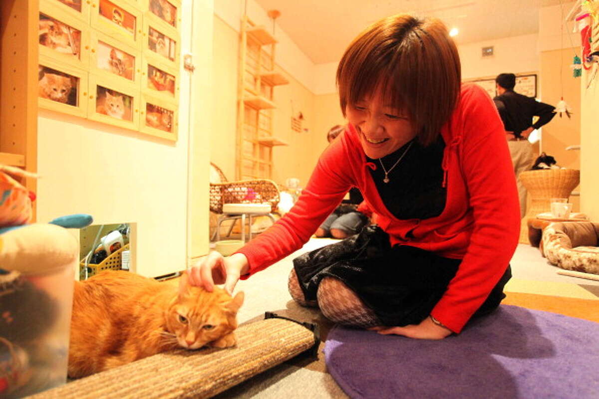 ‘Cat cafe’ coming to New Haven’s Westville neighborhood