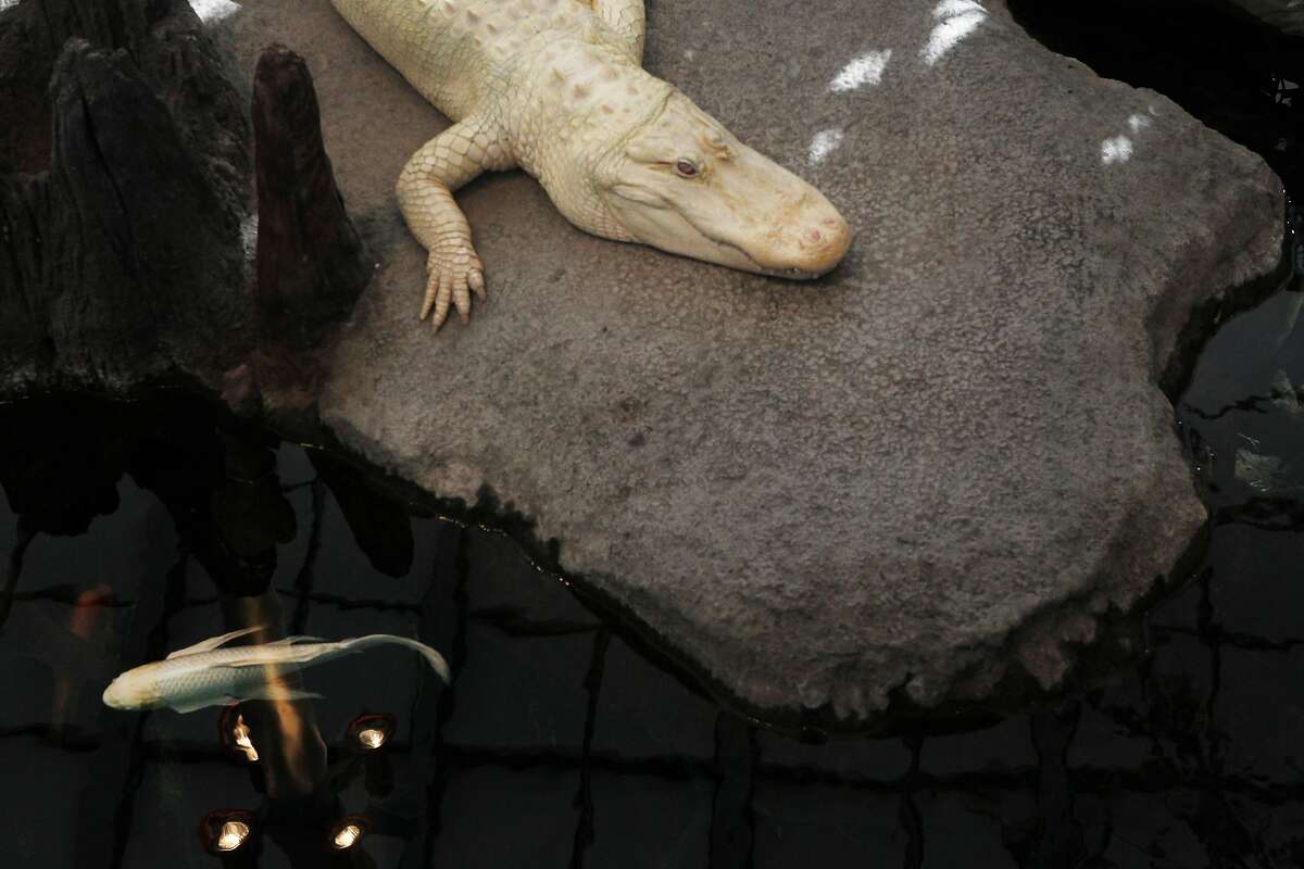 Claude is the Academy of Sciences' resident albino alligator. See a few of his likes and dislikes in the following slides.