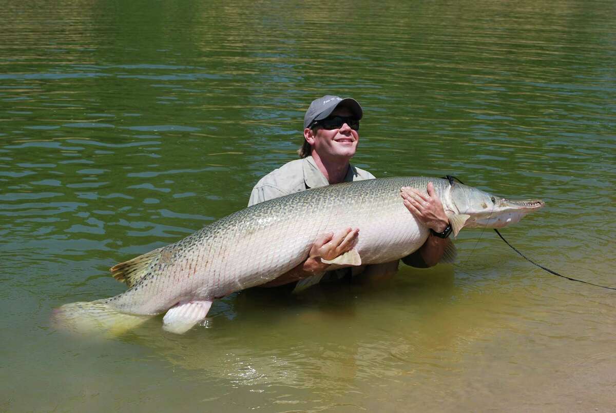 Alligator gar can grow up to eight feet long and more than 300 pounds, according to the Texas Department of Parks and Wildlife.
