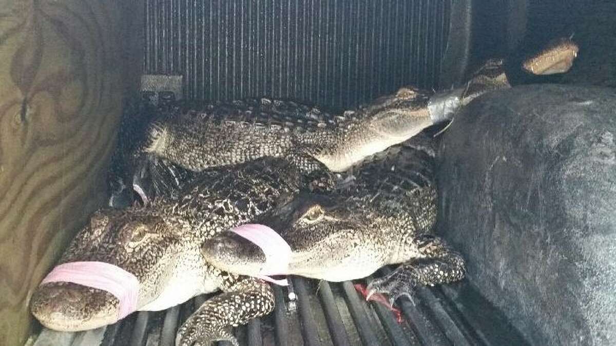 On Friday gator hunters Chris Stephens and Christy Kroboth captured a number of alligators from the Missouri City area, including one in a neighborhood that had been shot in the jaw with arrow. The arrow, still suck in his body, had hindered the seven-foot creature’s ability to defend itself or eat. The gator is destined for a local veterinarian’s office where it will undergo surgery.