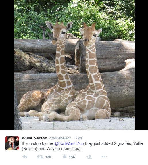 Fort Worth Zoo adds two giraffes named after Texas music legends Willie ...