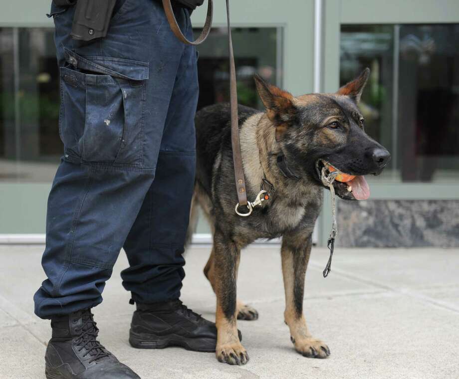 Kato, Greenwich’s new police dog, has eventful first call - GreenwichTime