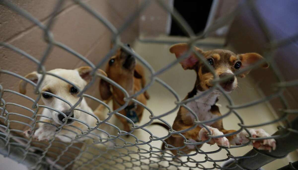 More people means more pets for county's animal shelter