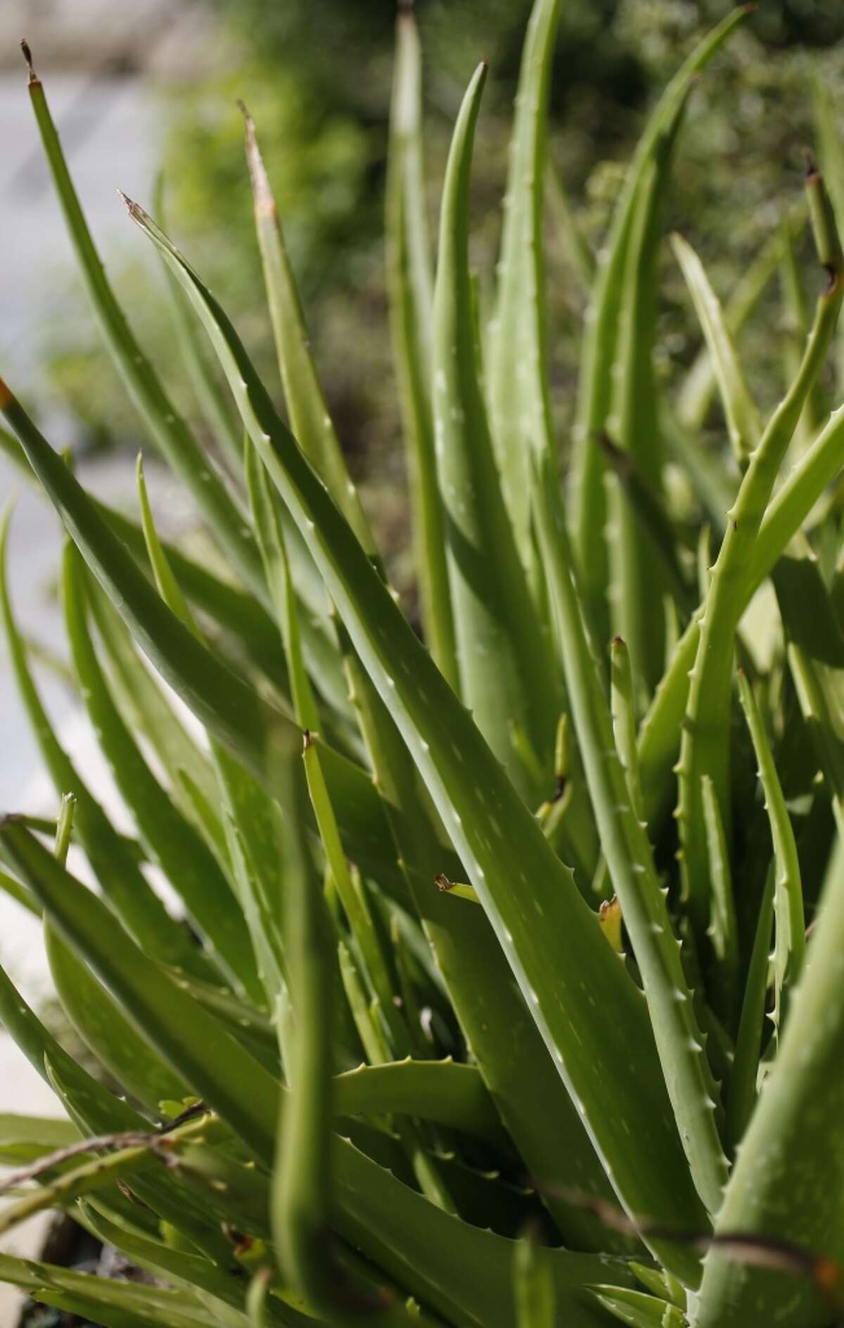 Texas' favorite mosquito repellents and bite remedies collected