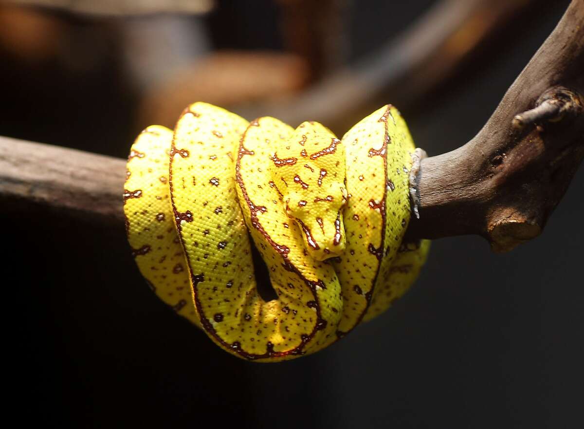 A young green tree python, now yellow, will turn green as it ages and moves up in the canopy of a tree. The California Academy of Sciences in San Francisco, Calif. is opening a new exhibition of animals that change color in the course of their lives to disguise themselves or just blend into their environment.
