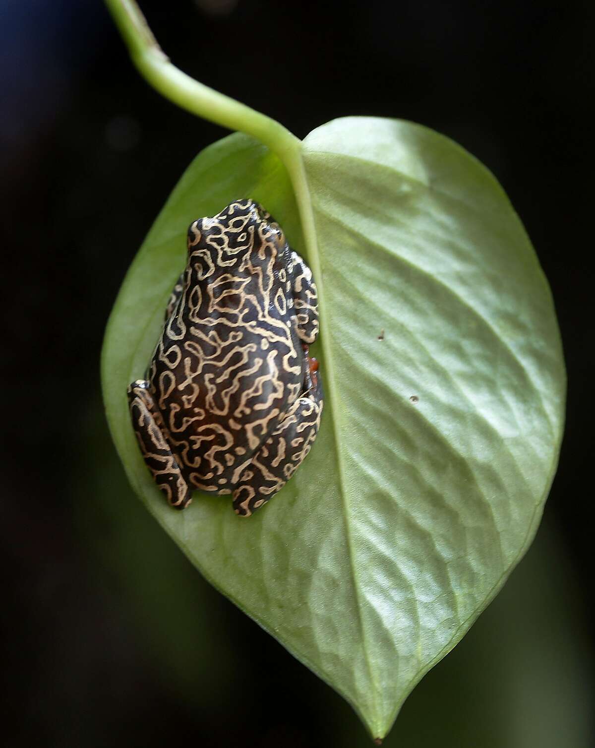 The Riggenbach's reed frog changes color in puberty and their mosaic bodies are part of the new exhibit Tuesday June 9, 2015. The California Academy of Sciences in San Francisco, Calif. is opening a new exhibition of animals that change color in the course of their lives to disguise themselves or just blend into their environment.