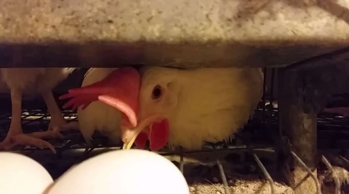 The Humane Society alleges mistreatment of chickens at Costco egg supplier
