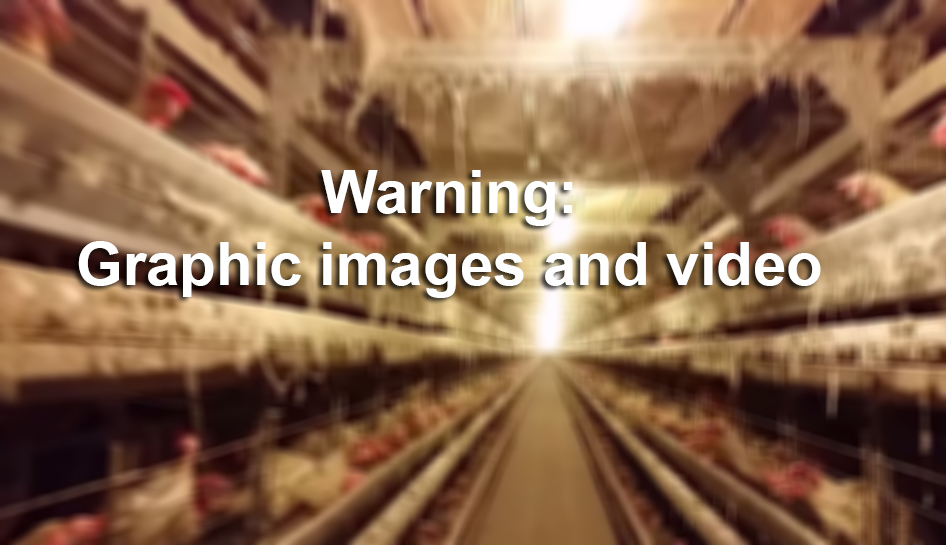 The Humane Society alleges mistreatment of chickens at Costco egg supplier