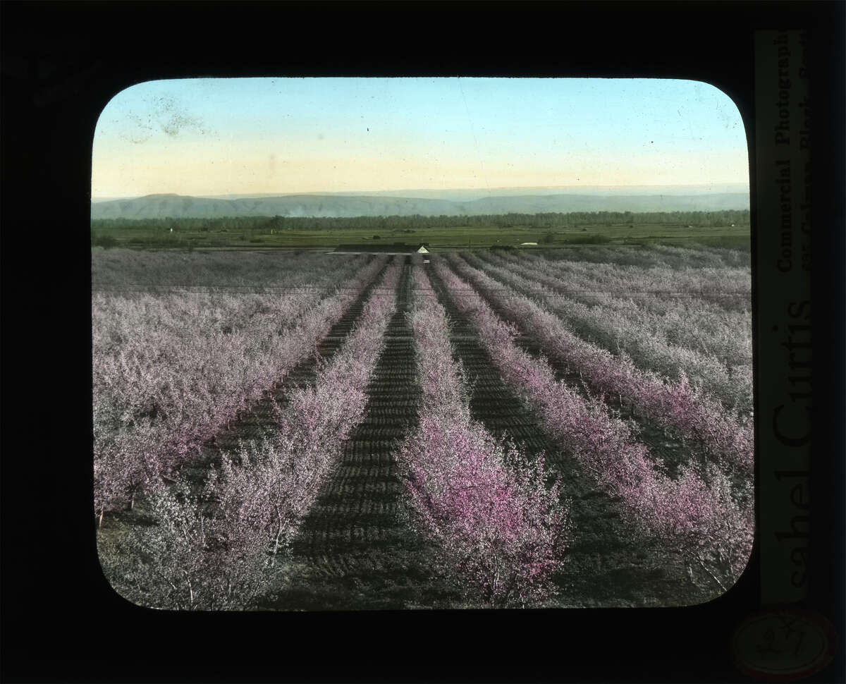 Bloom time in Wenatchee, pictured between 1920 and 1930.