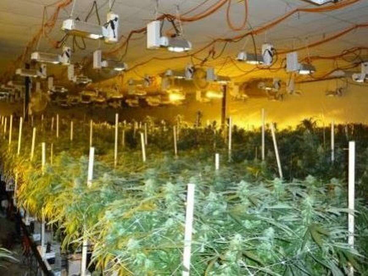 13,000 pot plants found in Hayward warehouse, 3 arrested