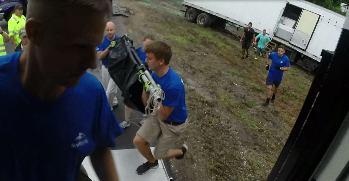 Truck 'full of sharks' crashes on Florida highway, killing one sandbar shark