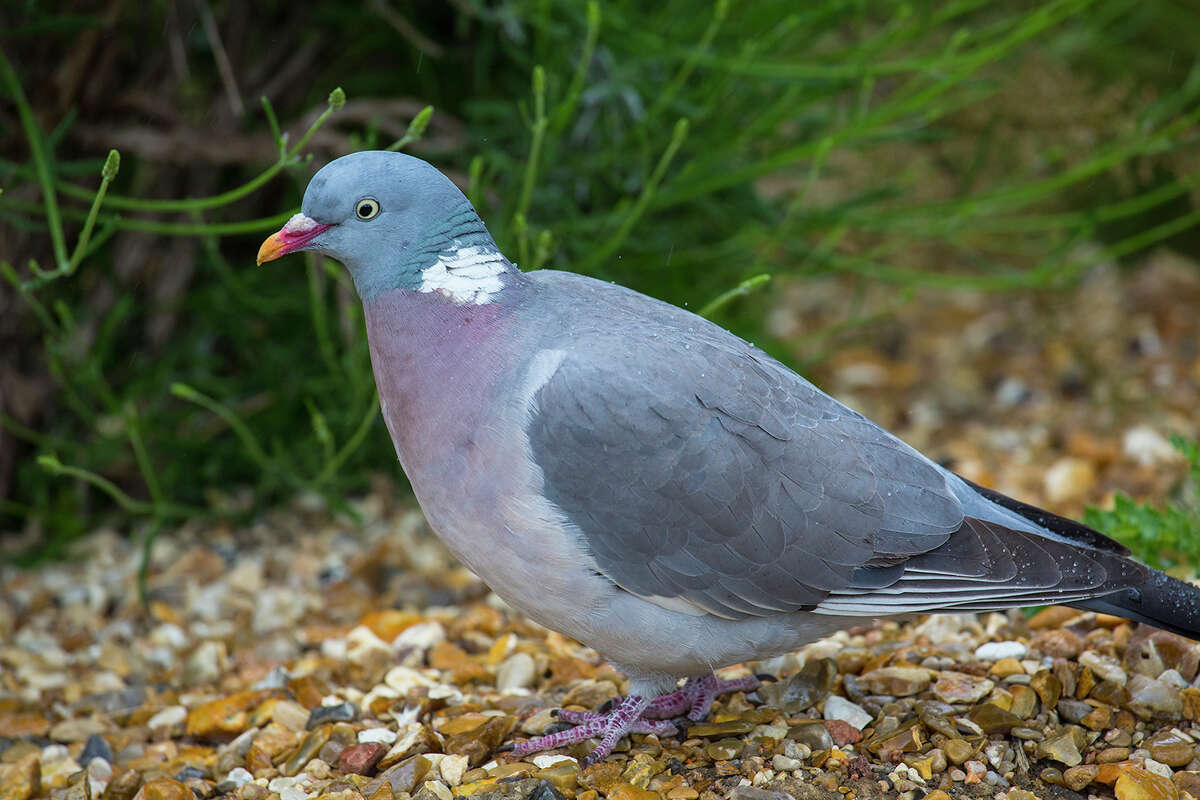 Parisian pigeon has elegant French style