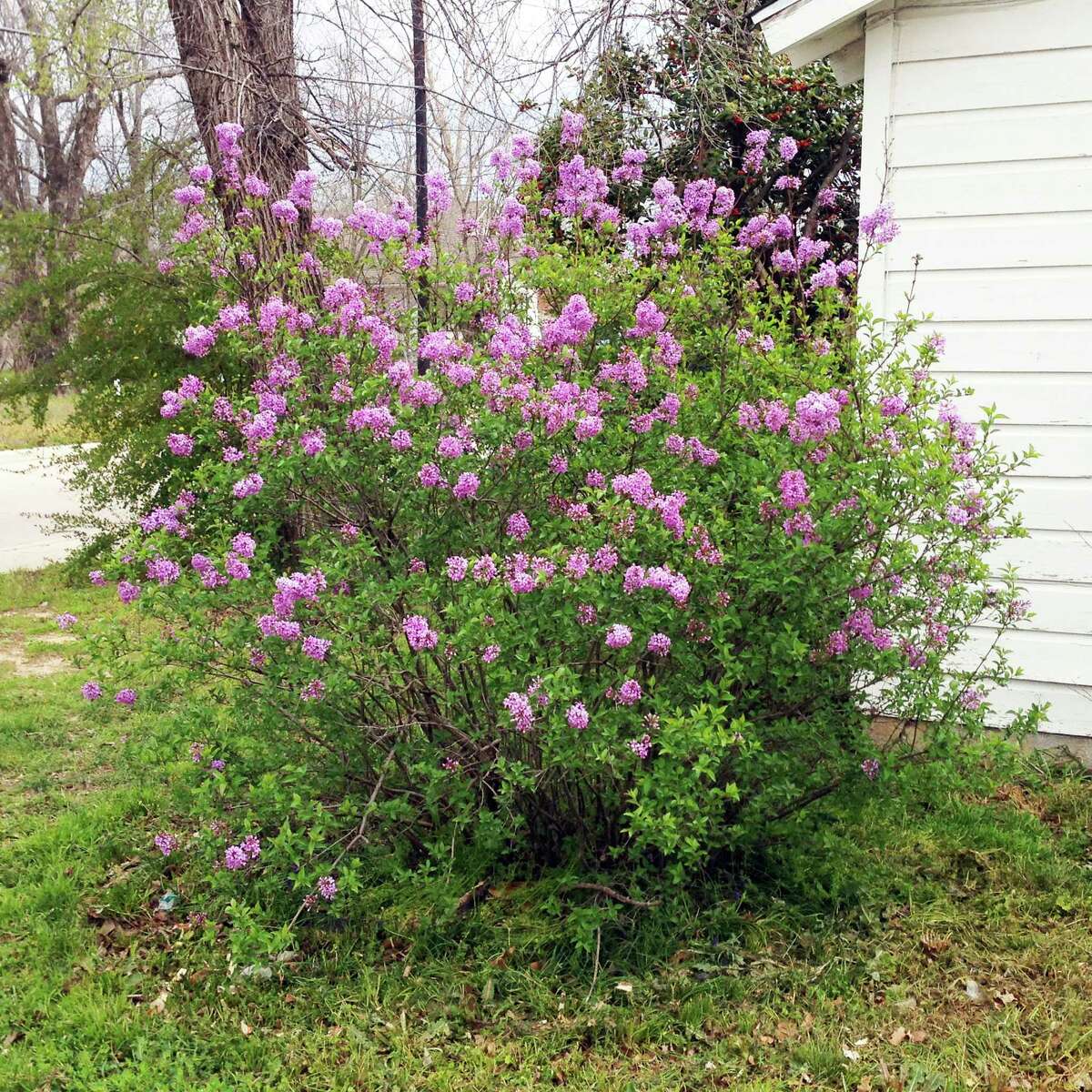 Lilacs grow in limited areas of Texas, usually in counties along the Red River. Those plants never thrive as they would in cooler climates.