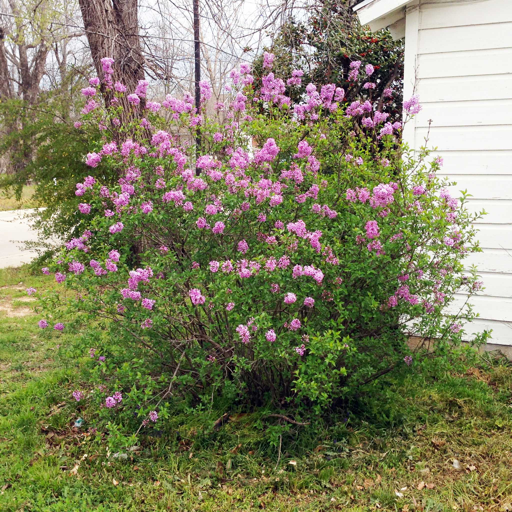 Lilacs aren’t for Texas