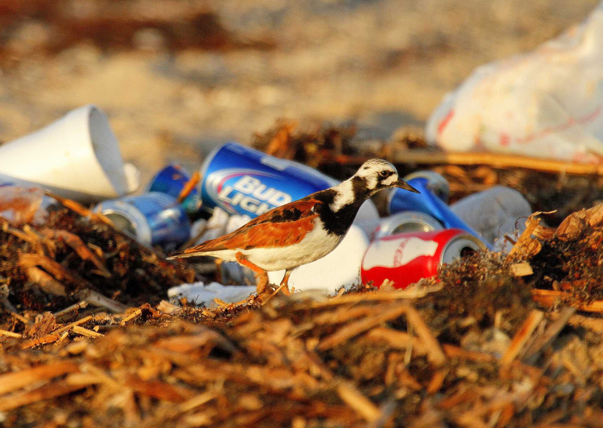 Beach litter starts, ends with us Houston Chronicle