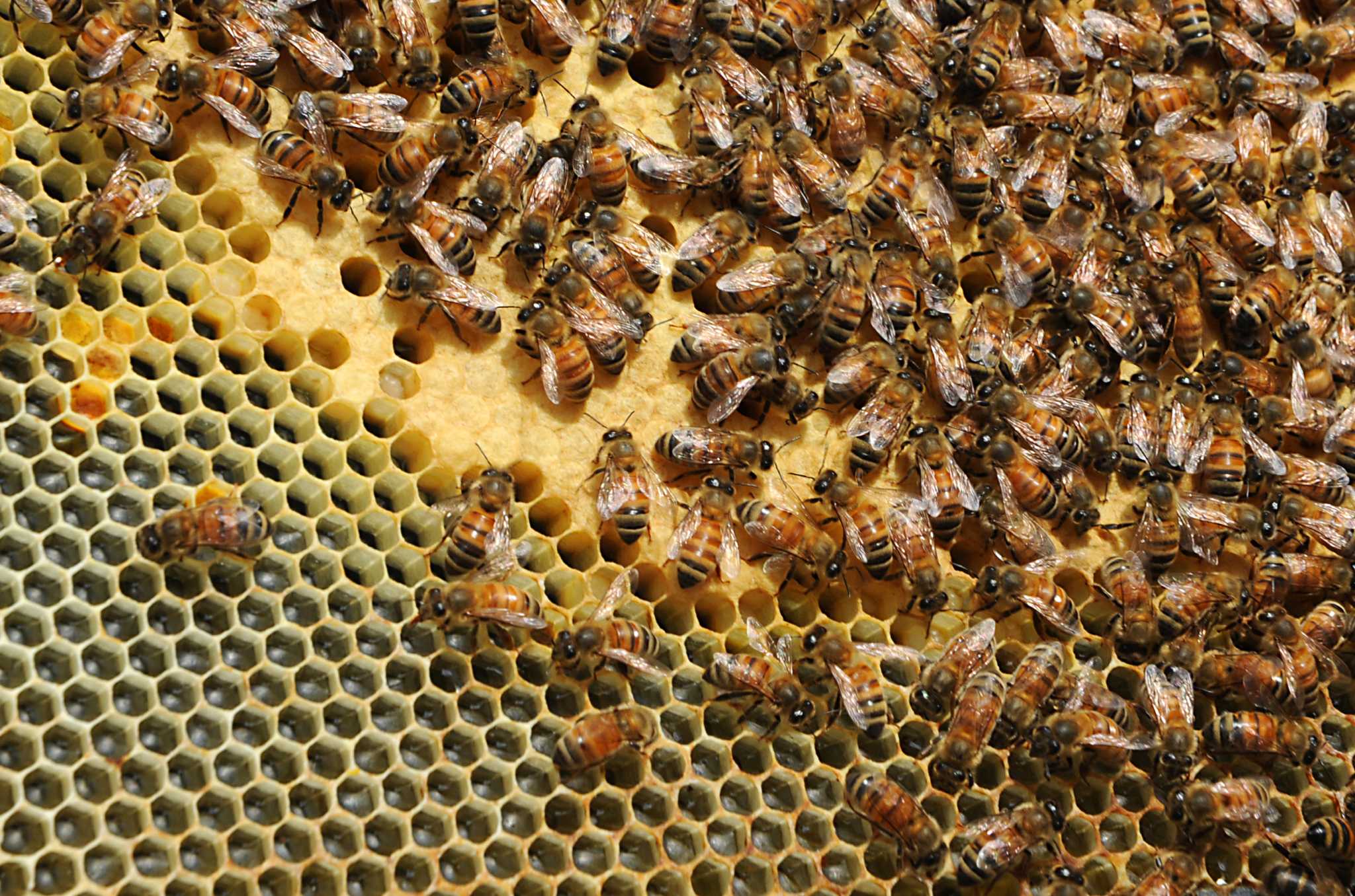 Guilderland Beekeeper Joins Cornell Study Into Bee Deaths Times Union