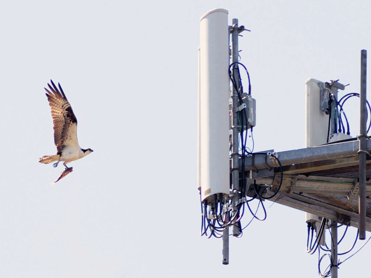 An osprey with a fish in its talons makes its way to its nest located on the platform of a communications tower near Cos Cob park in Greenwich Tuesday afternoon, April 28, 2015. The osprey, part of the large raptor family of birds is also known as a sea hawk. It hunts fish during the day. It has a wingspan of between 5-6 feet. Its scientific name is, Pandion haliaetus.