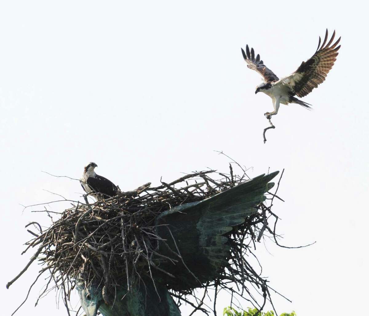An osprey with nesting material lands in its nest at the eagle statue located in the middle of Eagle Pond in Greenwich Point, Tuesday, June 9, 2015.