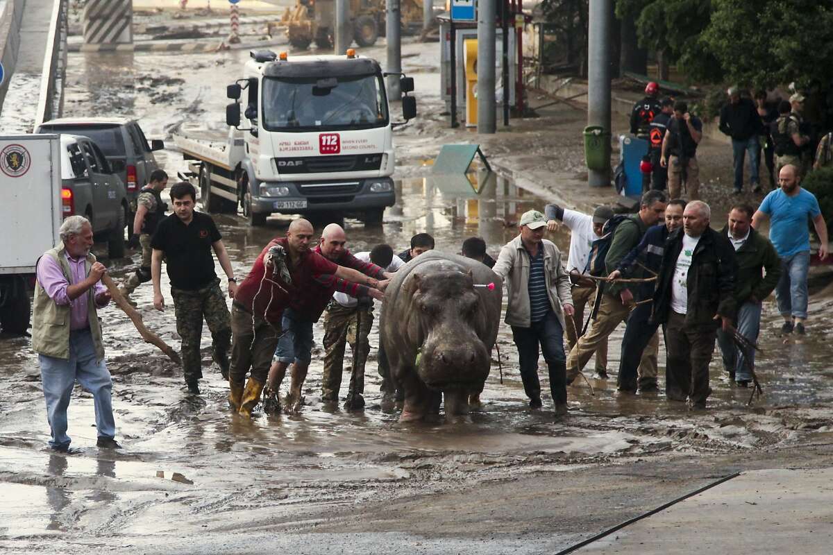 People help a hippopotamus escape from a flooded zoo in Tbilisi, Georgia, Sunday, June 14, 2015. Tigers, lions, a hippopotamus and other animals have escaped from the zoo in Georgia's capital after heavy flooding destroyed their enclosures, prompting authorities to warn residents in Tbilisi to stay inside Sunday. 