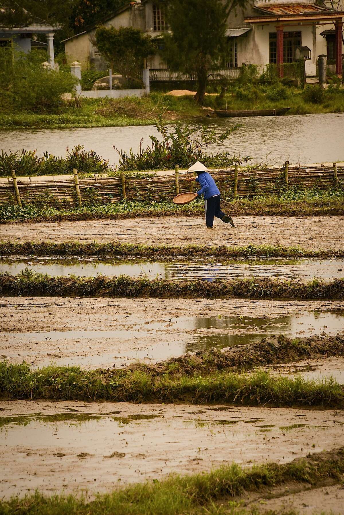 Immediately outside Hoi An, rice paddies abound in various stages of growth and harvest.