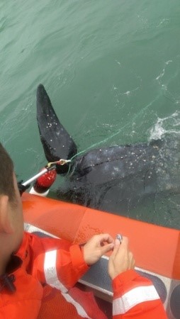 Coast Guard rescues rare leatherback sea turtle