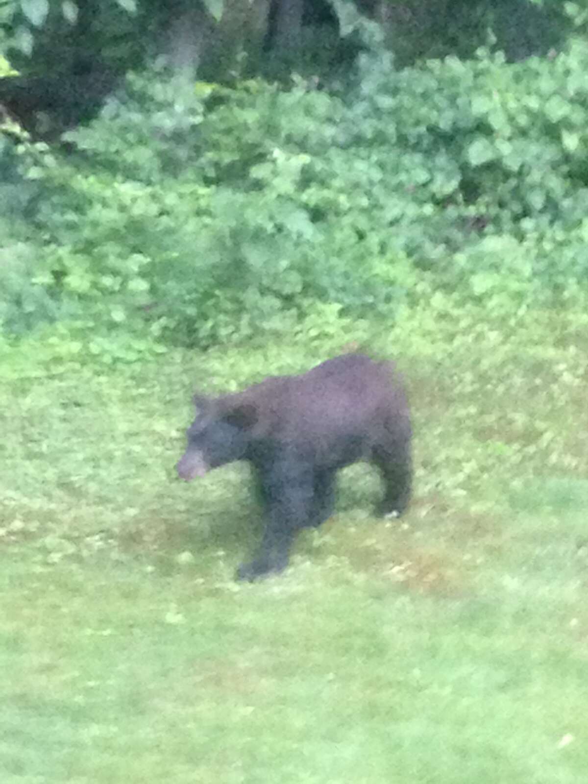 Bobcat Spotted In Fairfield 