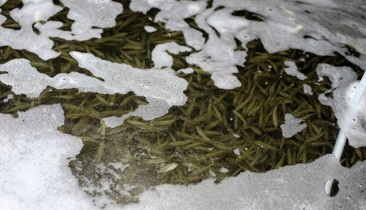 Medina Lake stocked with 204,000 largemouth bass fingerlings