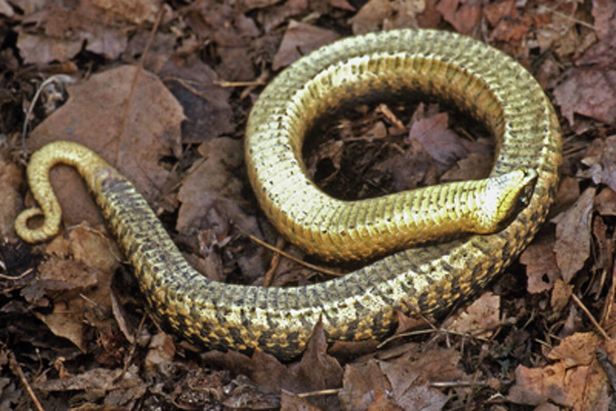 DEEP Snakes Becoming More Active