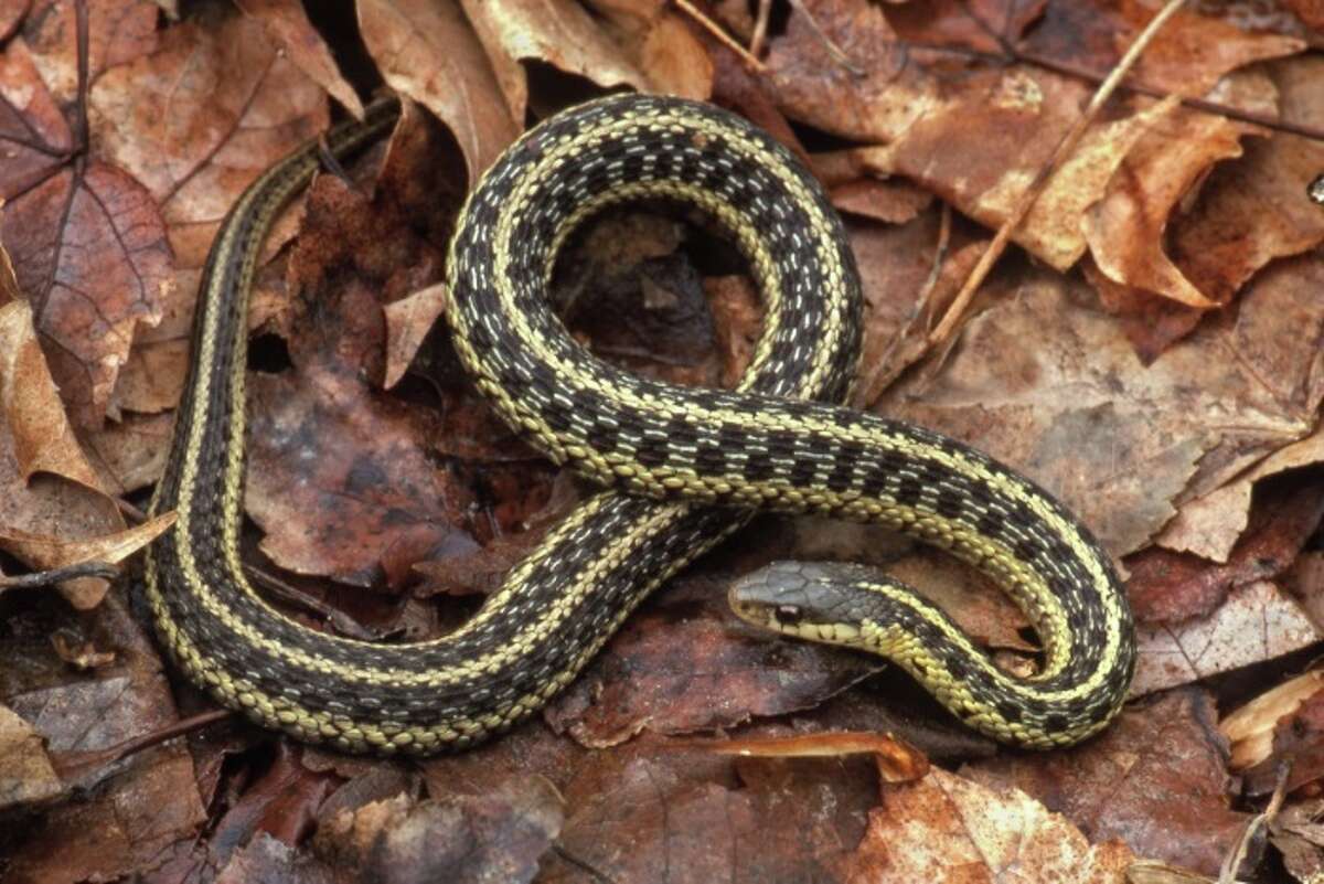 Connecticut's snakes