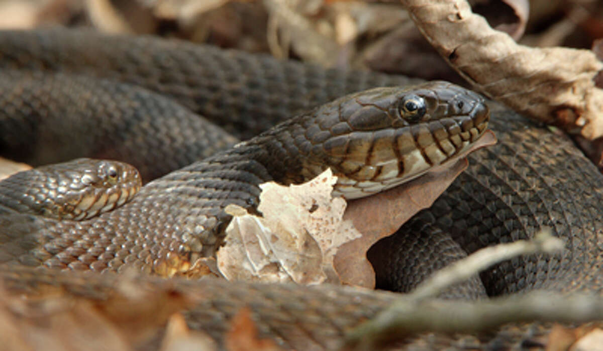 DEEP Snakes more active