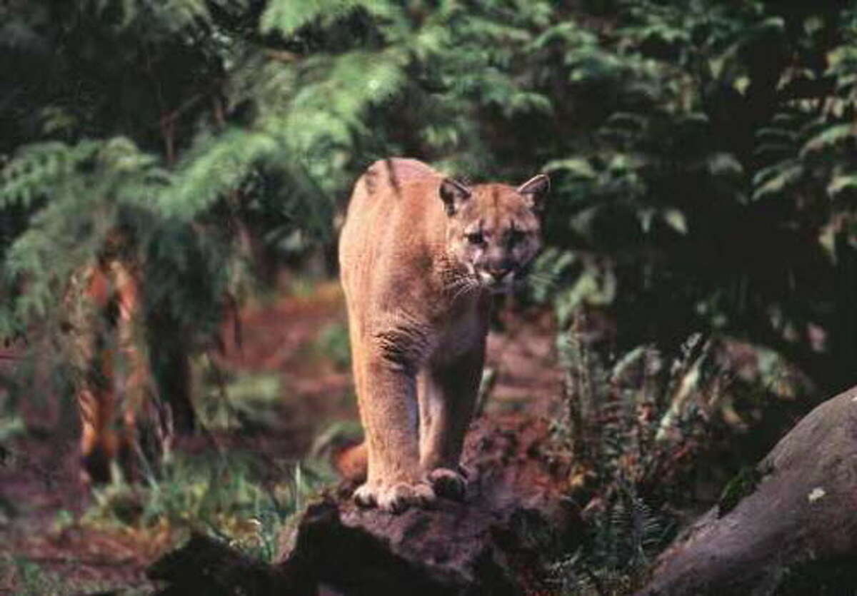 A cougar is shown in Washington state in this 1998 photo. Federal officials said June 17, 2015, that people have seen large cats in the Eastern U.S., but they are believed to be migrating western mountain lions, Florida panthers or captive animals that were released. (AP Photo/archive)