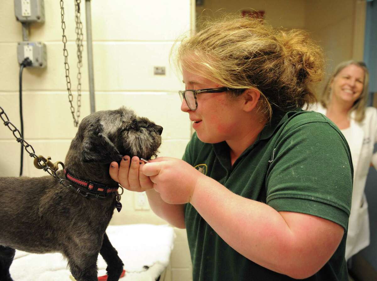 Greenwich High School graduating senior Audrey Niblo grooms Cinder, a 14-year-old mixed breed, while working at Greenwich Animal Hospital in Greenwich, Conn. Thursday, June 11, 2015. Niblo is doing her GHS senior internship at the animal hospital to fulfill her high school graduation requirements while getting a glimpse of real work experience to help determine if veterinary medicine is something she would be interested in pursuing when she starts college at St. Bonaventure University.