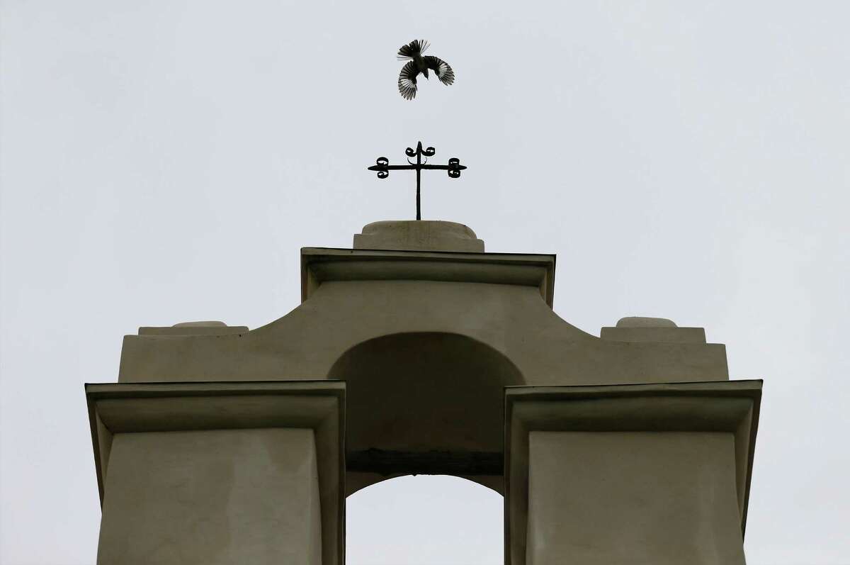 A mockingbird flies toward the top of chapel at Mission San Juan Capistrano on Friday, June 19, 2015. Officials held a ceremony at the mission to mark the expansion of lands around the San Antonio Missions in order to preserve the land and environment. "The San Antonio Missions Historical Park protects our nation's largest collection of Spanish colonial resources, and today we extend that protection even further, enhancing the experience of visitors to the Missions and vastly expanding the park's economic impact on the city of San Antonio," said Suzanne Dixon of the National Parks Conservation Association in a press release. The San Antonio River Authority and the City of San Antonio will transfer about 60.5 acres of land around Mission San Juan to the National Park Service as part of the preservation efforts. (Kin Man Hui/San Antonio Express-News)