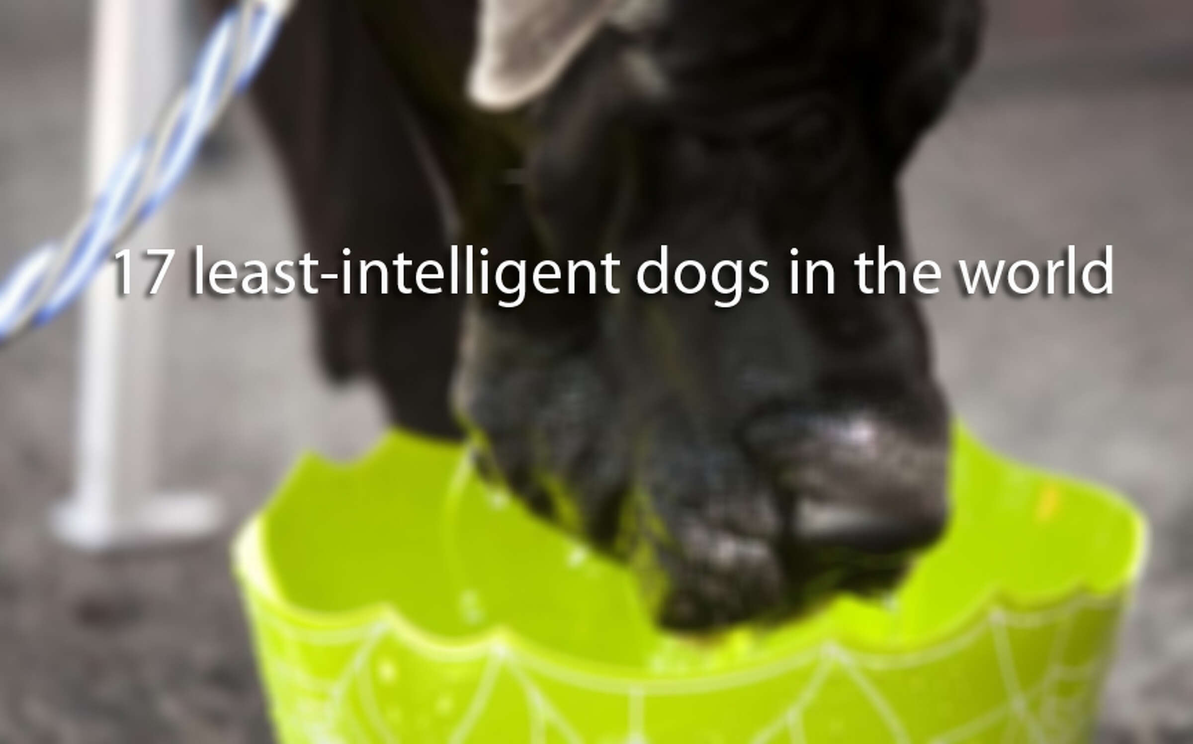 Data reveals the least intelligent dog breeds
