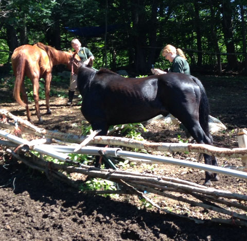 More than 40 animals seized in Newtown