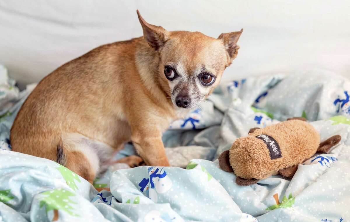 Emily Black discovered she had stage four melanoma when she was 20. When she received the diagnosis, she got "Chiclet" her chihuahua who has been her constant companion. Emily black is now 30 and after much treeatment, urges everyone to be wary of the signs of melanoma. Friday June 19, 2015 (Craig H. Hartley/For the Chronicle)