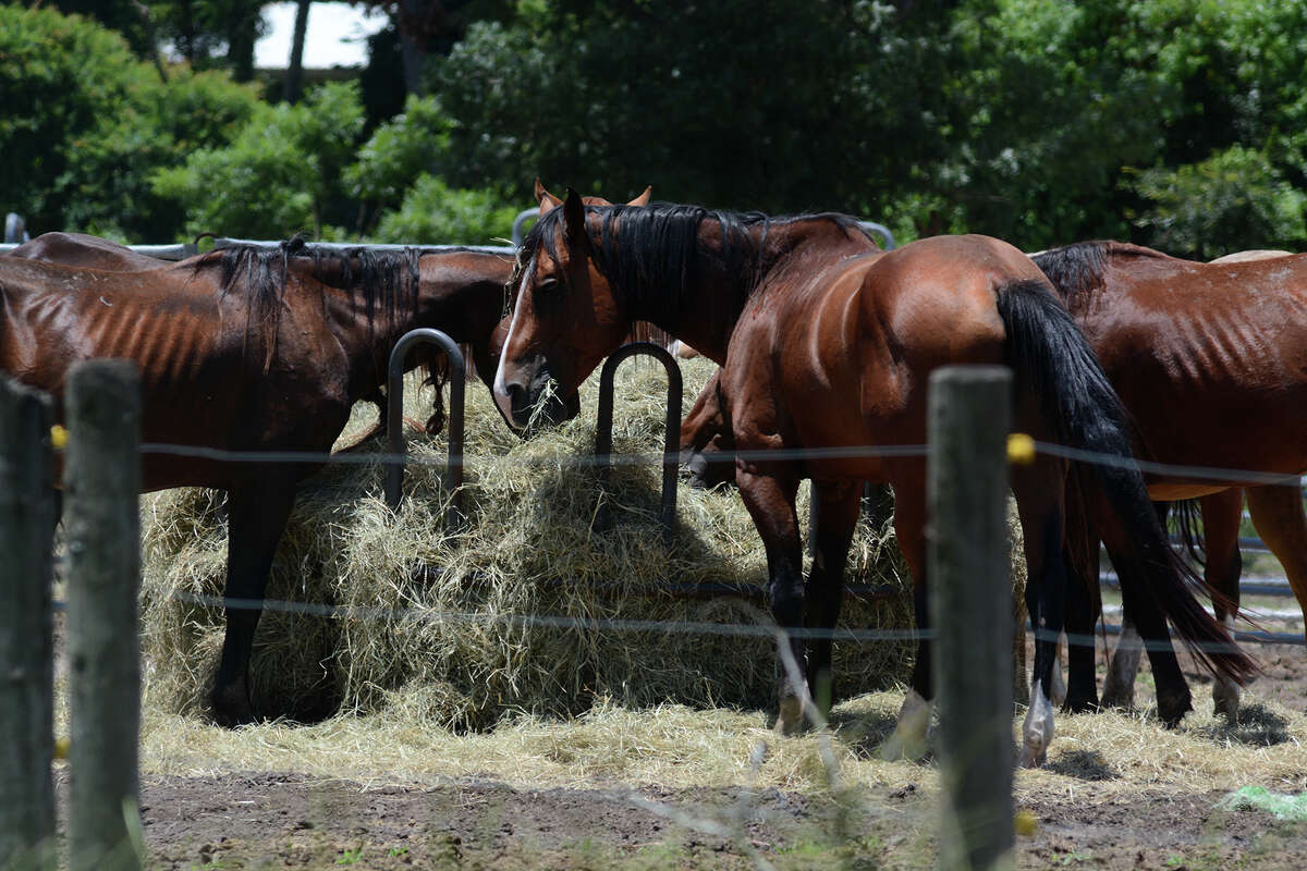 Houston spca horses