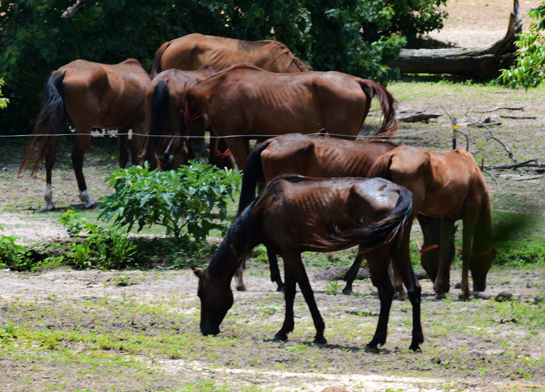 Houston spca horses