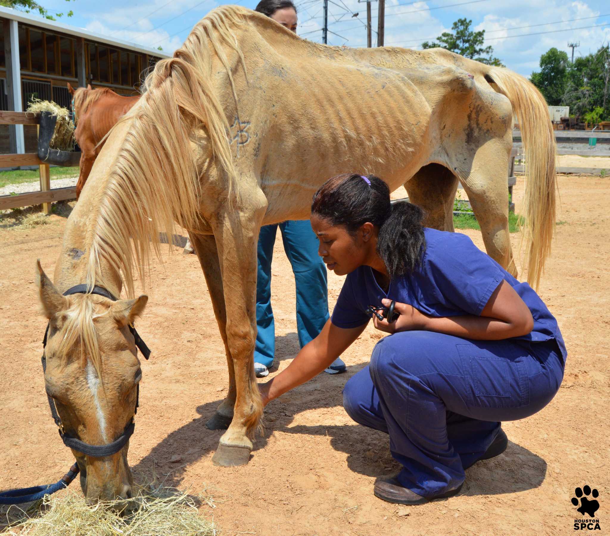 spca horse rescue